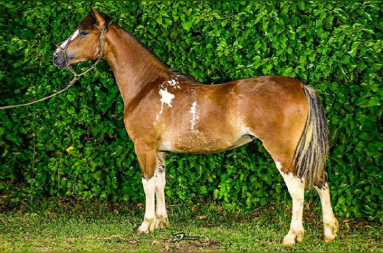 VENDA VERTICAL ORIGEM DO CAMBOIM - TE OU ÚNICA AP DO CAMBOIM