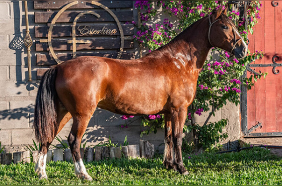 IMAGEM CHARRUA DO MAKO