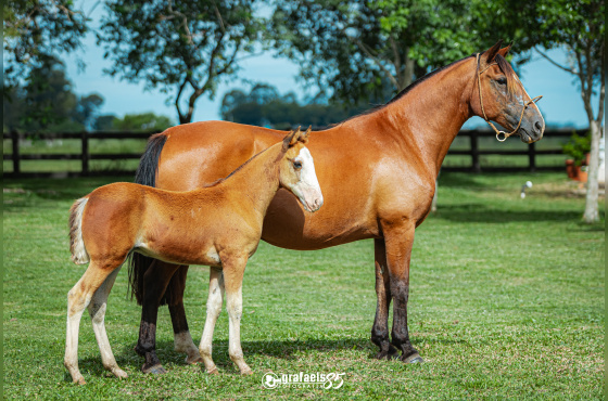 DIAMANTINA DE SANTO ANICETO