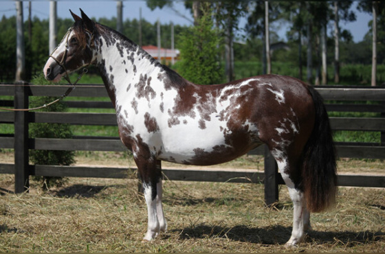 SOMBRA E LUZ DA RECONQUISTA 