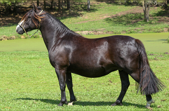 QUINTA ESSÊNCIA DA ILHA VELHA