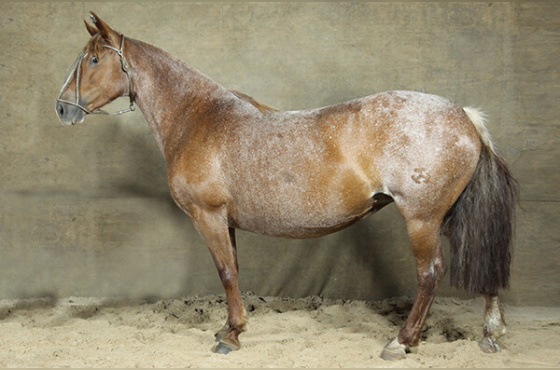 BARONESA II TUPAMBAE