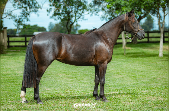 RANCÁGUA DE SANTO ANICETO