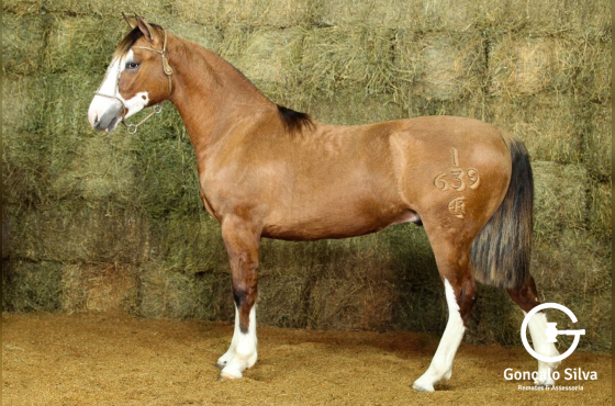 RE VERSO E PROSA-TE (VENDA VERTICAL)