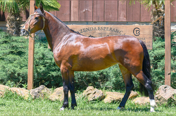 HABENA DE LAS BUENAS