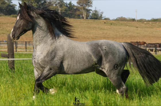 OURO NEGRO DE VISTA ALEGRE 