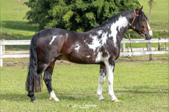 GENERAL 127 DA GAMAÍSA ( COBERTURA )