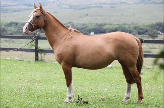 GANADERA DA BARAÚNA