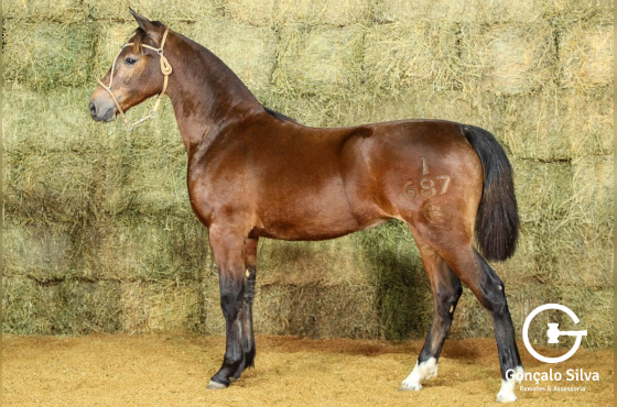 RE VISTOSA (VENDA VERTICAL)