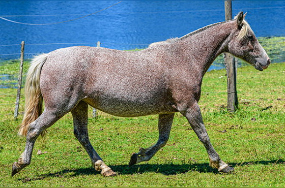 RZ ÁGUA NA BOCA DA CARAPUÇA