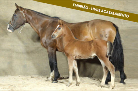 EMBRIAO LIVRE ACASALAMENTO SH GAROA 