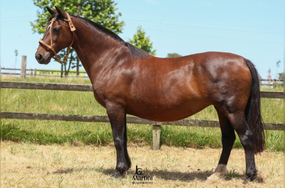  LAS CALLANAS BRASIL CORAJUDA