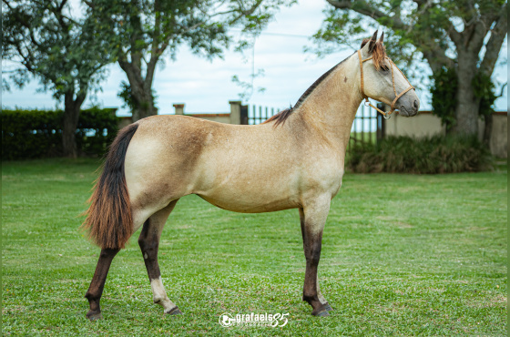 TABLADA DE SANTO ANICETO