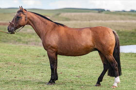 SOL DE MAIO UMA HISTÓRIA