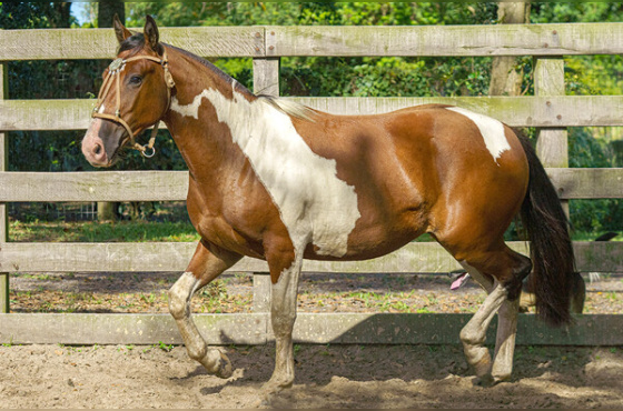 AMALFI DA FAZENDINHA DA LI