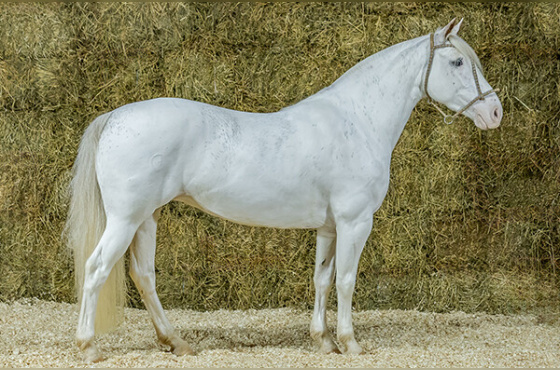 LA LUNA DA NOVA ESTRELA