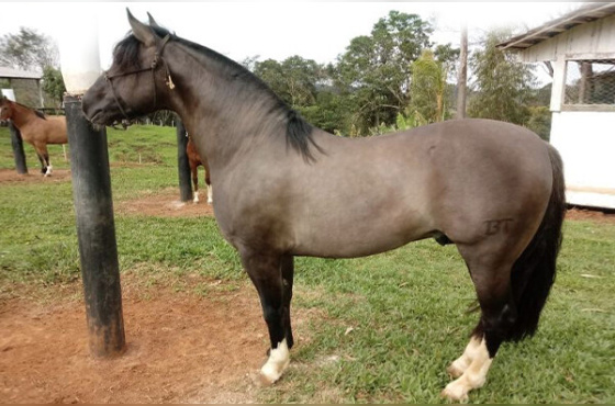 BASCO ARGENTO 