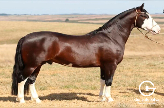 XEQUE MATE DA BOA VISTA 