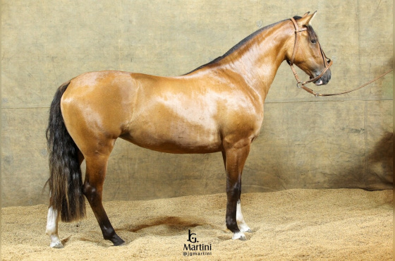 NEBULOSA DA RECORRIDA 