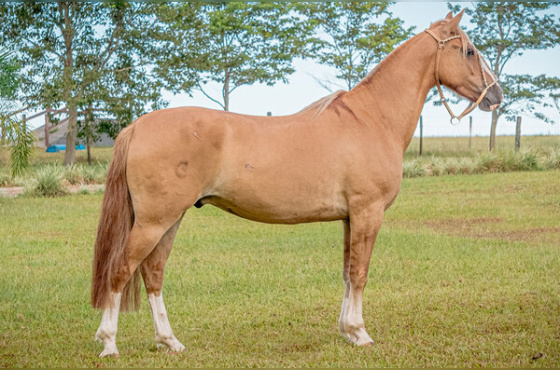 RELICÁRIO DA SANTA MARIA DO ITU