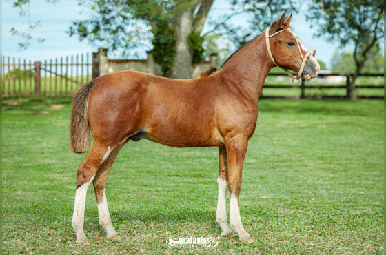 UN ORGULLO DE SANTO ANICETO