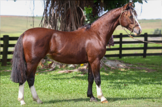 QUATRO NAIPES DA KITA 