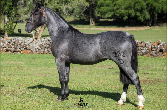 XADREZ DA SÃO JOÃO DO BURITY