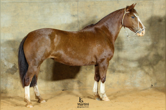 SUEÑO DA DON FERRANTE 