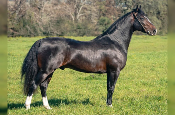 BASCO HERDEIRO 