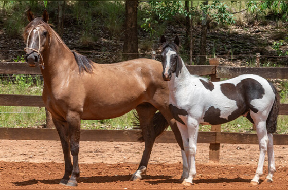 CAMPONESA DAS TRÊS PASTORES