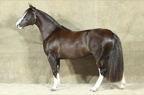 DE LOS PAMPAS FIESTA GAÚCHA - TE