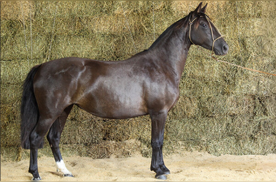 NEBLINA DO PARAIZO BENITO