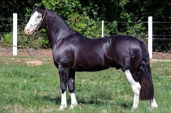 COTA  5% MARCONI XERIFE