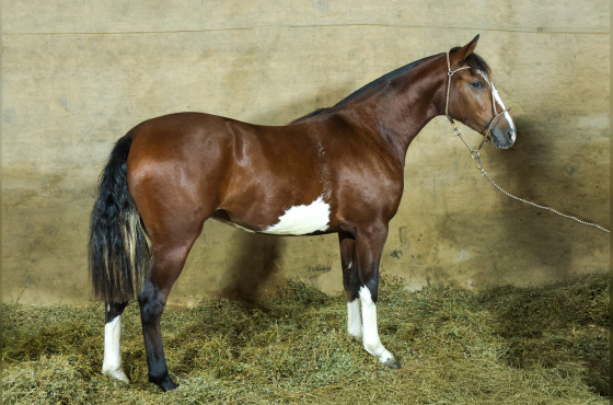 MONTE PAMPERO MALAGUETA