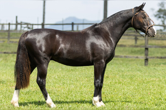 KATAR DE SANTA LARISSA 