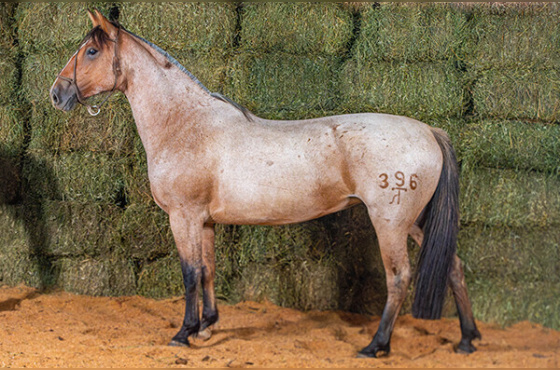 GUADALUPE 396 DA MACENA