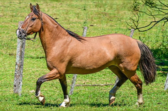 AGUA NEGRA DA MARCA ONZE