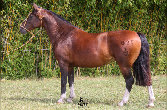UNA JÓIA DO ACEGUÁ