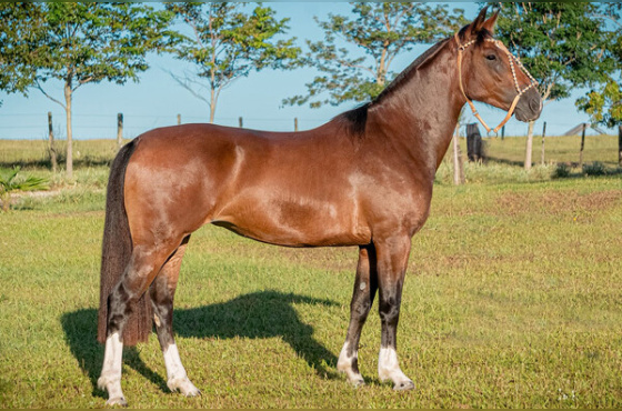 SERENATA DA SANTA MARIA DO ITU
