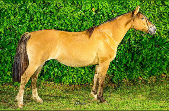 BT EMPÁFIA DO JUNCO