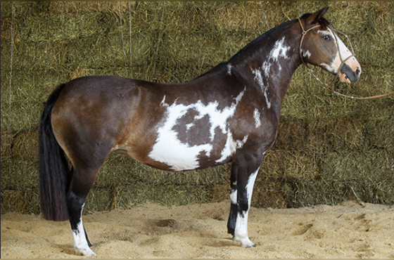 XIBOQUINHA DO PURUÑA 