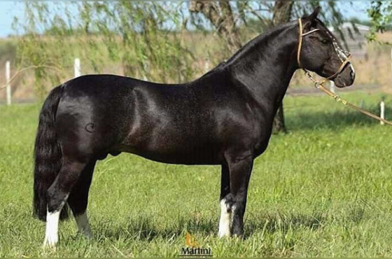 COBERTURA SARGENTO DO ITAPORÓRO 