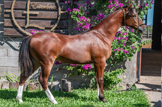 DOROTEIA DA ESTERLINA