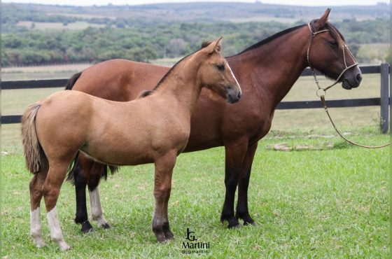 GULOSA II DOS CASTANHEIROS