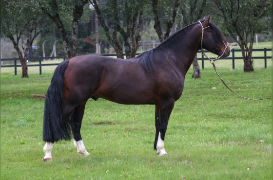PO LINDO PINGO
