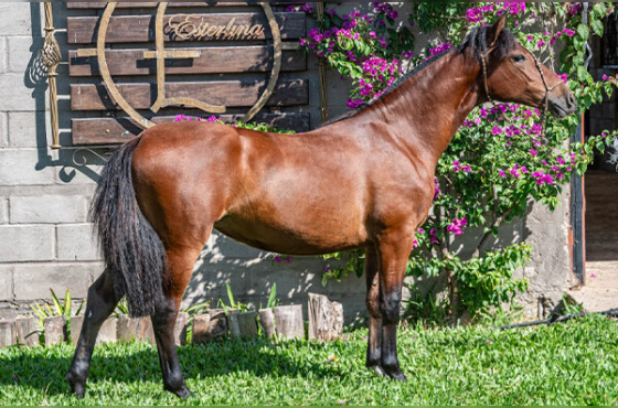 DELFINA DA ESTERLINA