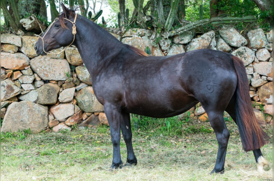 UVADA DO VEIO D'ÁGUA