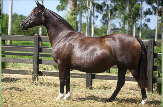 HIERARQUIA DO MACANUDO