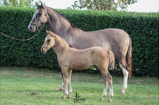 SINAL DA CRUZ DUQUESA