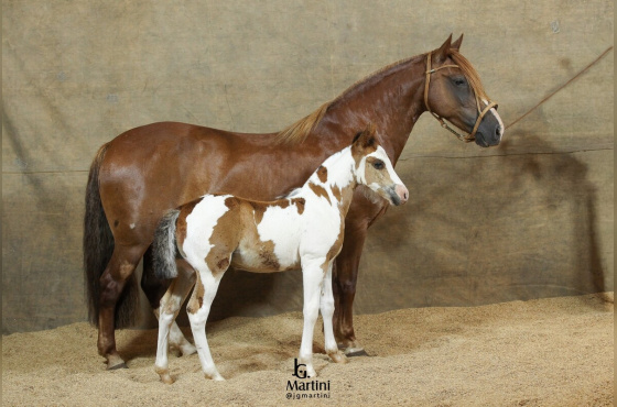 LECHIGUANA 410 DA TROVADOR 